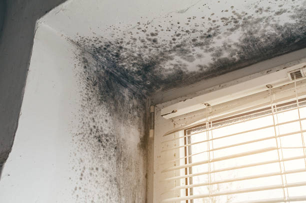 Affordable Mold Remediation solutions in Moonachie, NJ